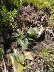 Ledebouria ovatifolia