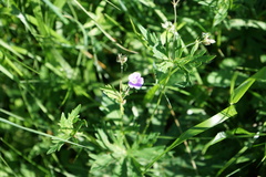 Geranium pseudosibiricum