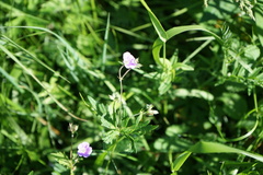 Geranium pseudosibiricum