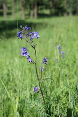 Polemonium caeruleum