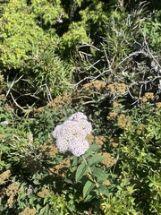 Spiraea hayatana
