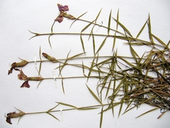 Dianthus woroschilovii