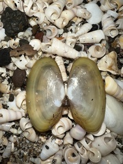 Hiatula siliquens