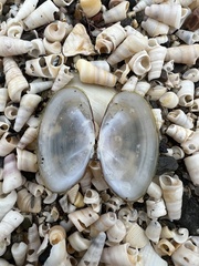 Hiatula siliquens