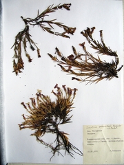 Dianthus woroschilovii