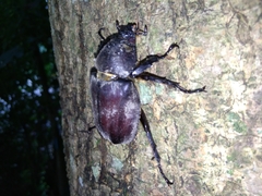 Trypoxylus dichotomus tsunobosonis