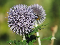 Echinops ritro