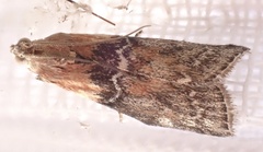 Sciota adelphella