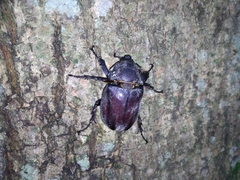 Trypoxylus dichotomus tsunobosonis