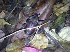 Trypoxylus dichotomus tsunobosonis