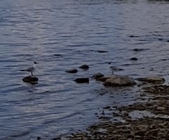 Chroicocephalus ridibundus