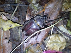 Trypoxylus dichotomus tsunobosonis