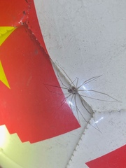 Physocyclus globosus