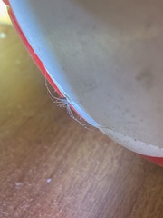 Physocyclus globosus