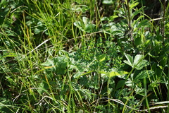 Thalictrum petaloideum