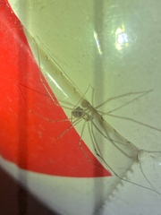 Physocyclus globosus