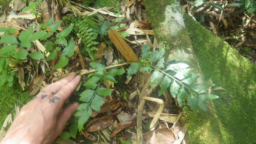 Asplenium anisophyllum image