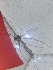 Physocyclus globosus