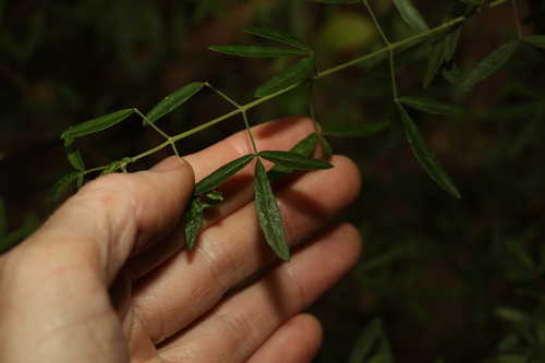 Image of Zieria collina by (c) Greg Tasney, some rights reserved (CC BY-SA)