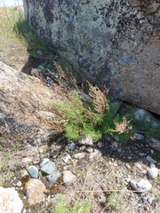 Artemisia obtusiloba subviscosa
