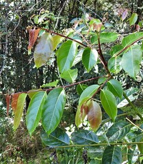 Glochidion sumatranum