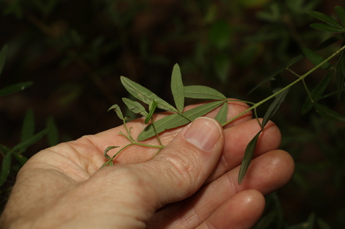 Image of Zieria collina by (c) Greg Tasney, some rights reserved (CC BY-SA)