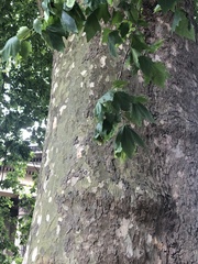 Platanus