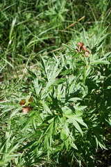 Paeonia anomala