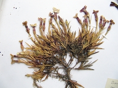 Dianthus woroschilovii