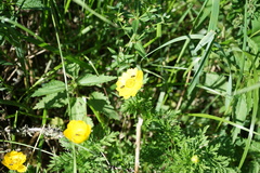 Adonis apennina