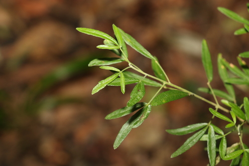Image of Zieria collina by (c) Greg Tasney, some rights reserved (CC BY-SA)
