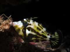 Cantherhines fronticinctus