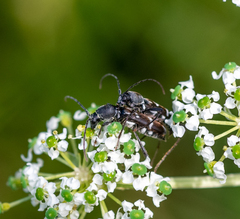 Rhaphuma gracilipes