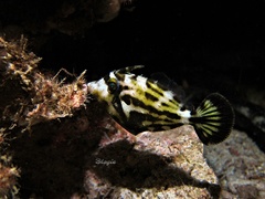 Cantherhines fronticinctus