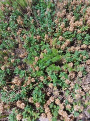 Dracocephalum pinnatum