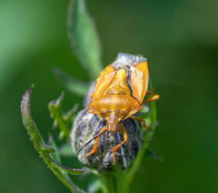 Carpocoris purpureipennis