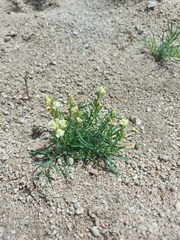 Linaria buriatica