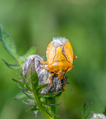 Carpocoris purpureipennis