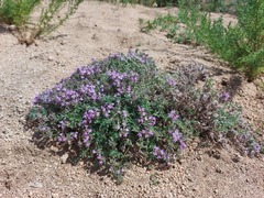 Thymus dahuricus