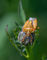 Carpocoris purpureipennis