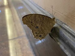 Melanitis leda