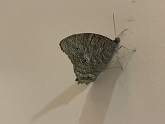 Melanitis leda