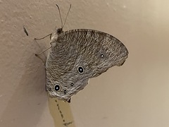 Melanitis leda
