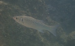 Dicentrarchus punctatus