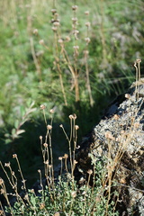 Chrysanthemum sinuatum