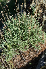 Chrysanthemum sinuatum