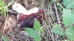 Russula
