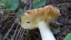 Russula