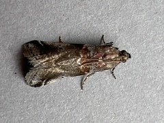 Acrobasis suavella
