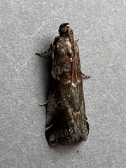 Acrobasis suavella